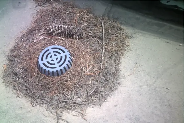 Image of commercial flat roof drain that has been blocked by debris