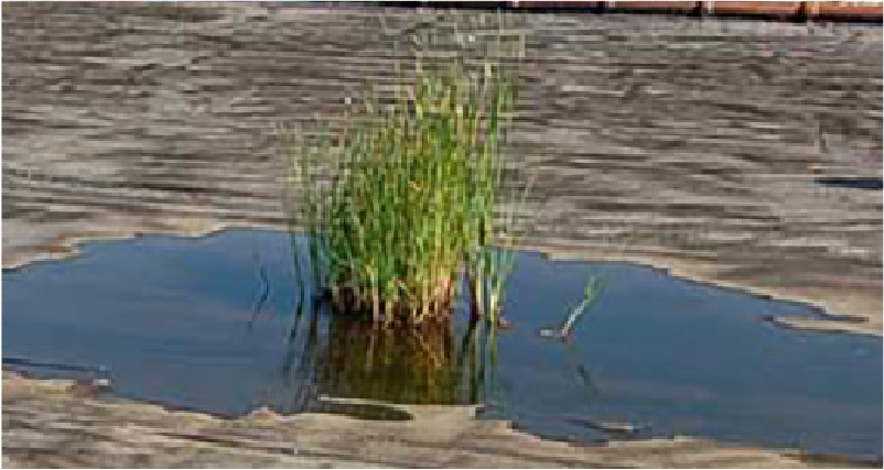 Image of ponding water on a commercial flat roof