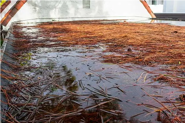 Image of commercial flat roof with organic debris build-up